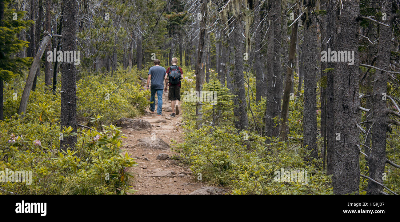 Hiking trail in the woods hi-res stock photography and images - Alamy