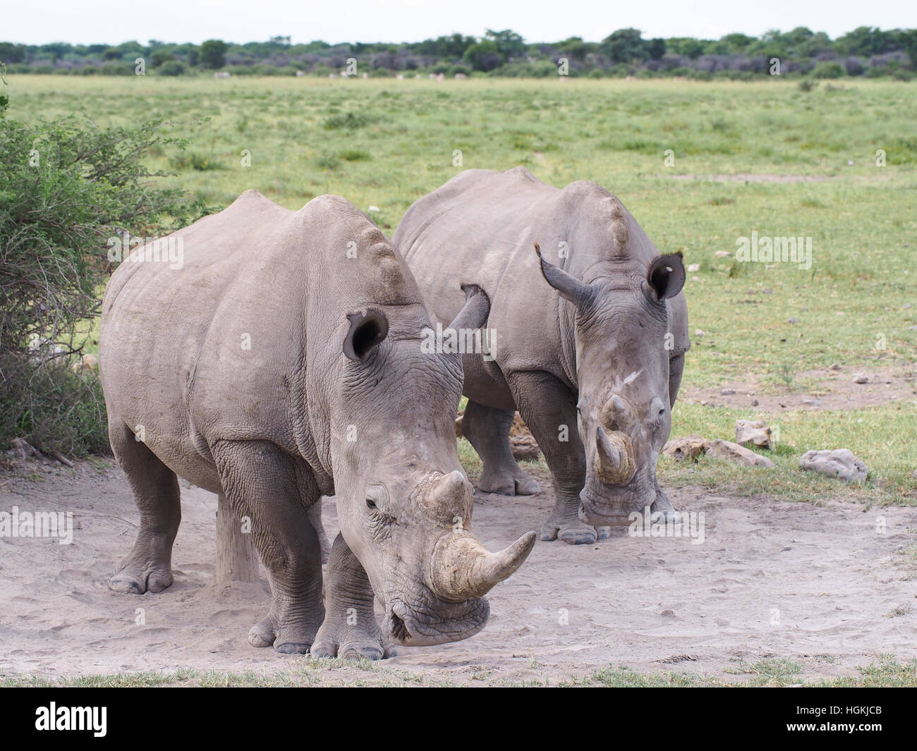 Rhinos. Khama Rhino Sanctuary, Botswana Stock Photo