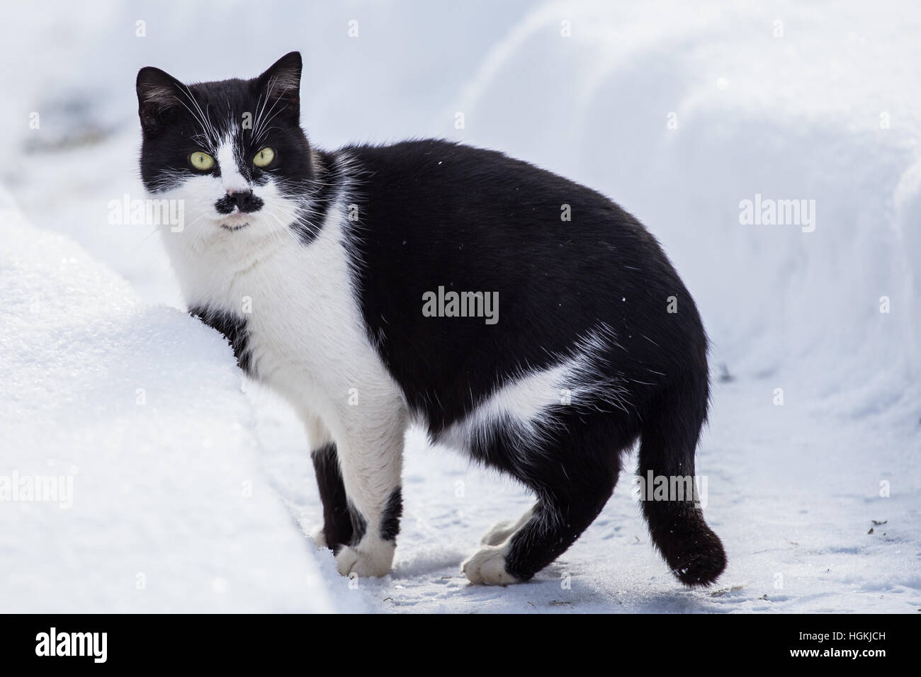 Black and white cat walking in the snow Stock Photo - Alamy