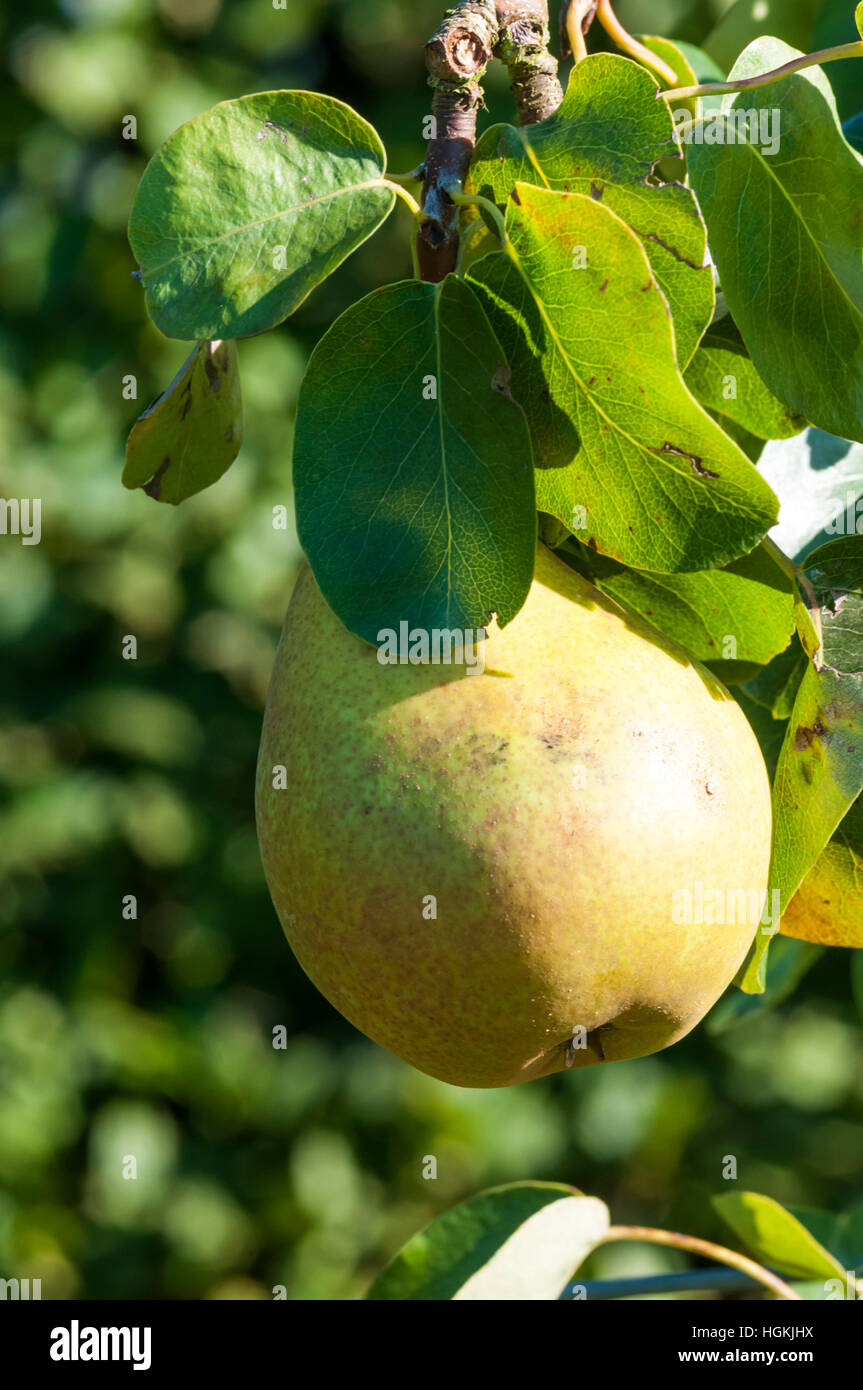 Pyrus communis 'Beurré Hardy' pear growing on tree. Stock Photo