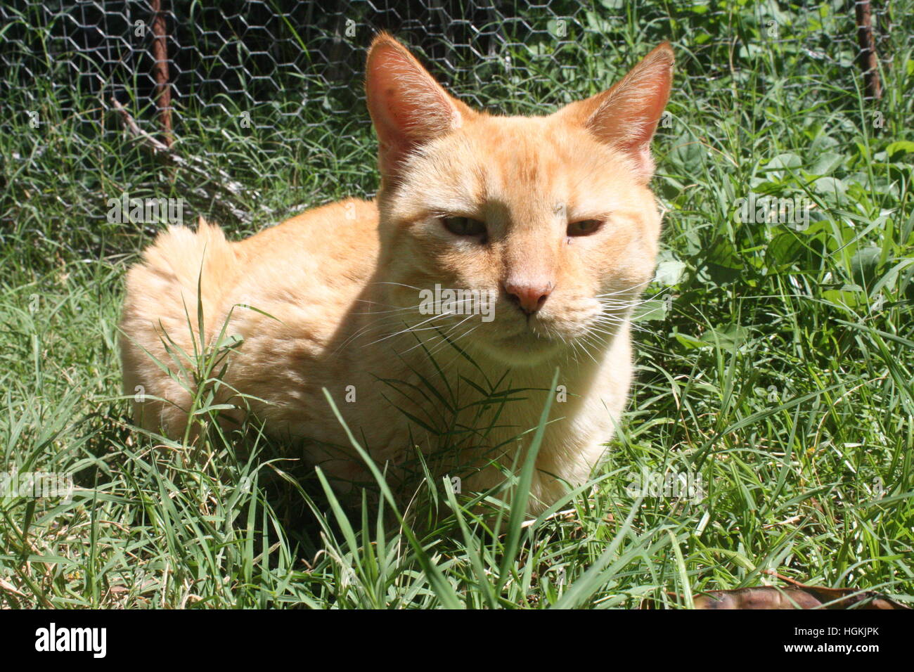 ginger cat in backyard Stock Photo Alamy