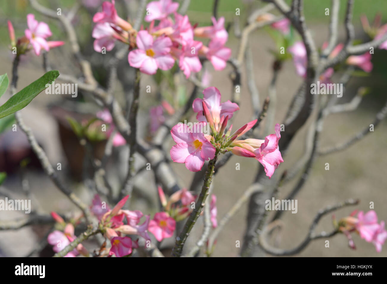 Pink Adenium Flower High Resolution Stock Photography and Images - Alamy