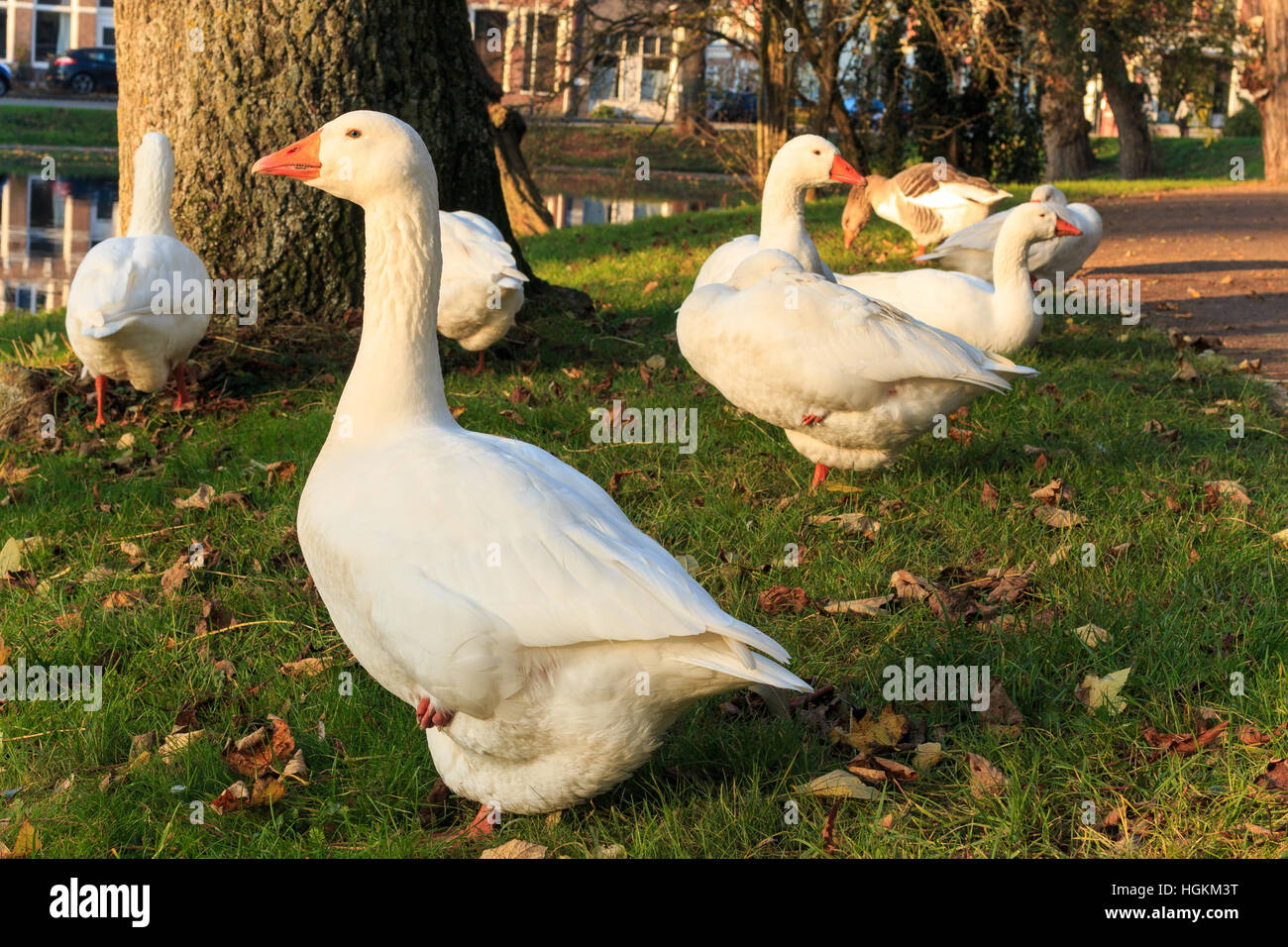 White goose in the park at sunset in wintertime. Stock Photo