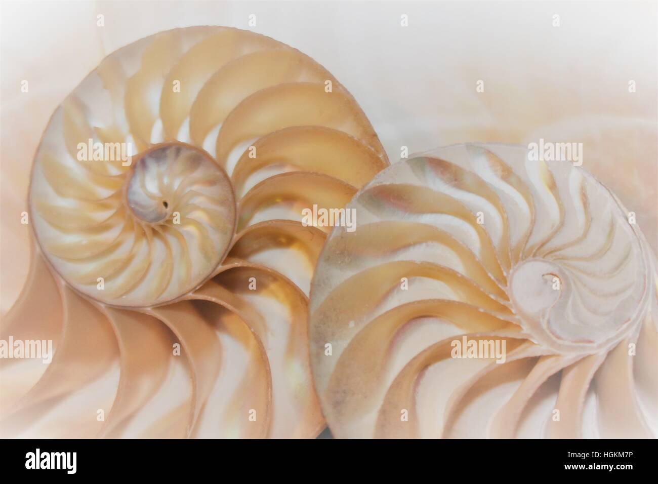 nautilus shell fibonacci pattern in cross section nautilus shell ...