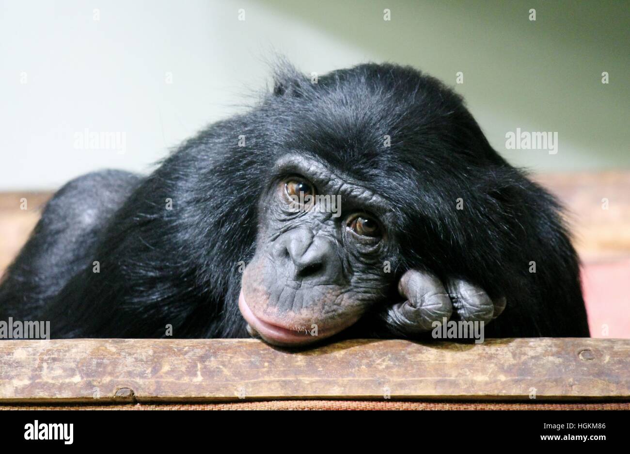 chimpanzee chimp (Pan troglodytes) ape in studio looking at camera ...
