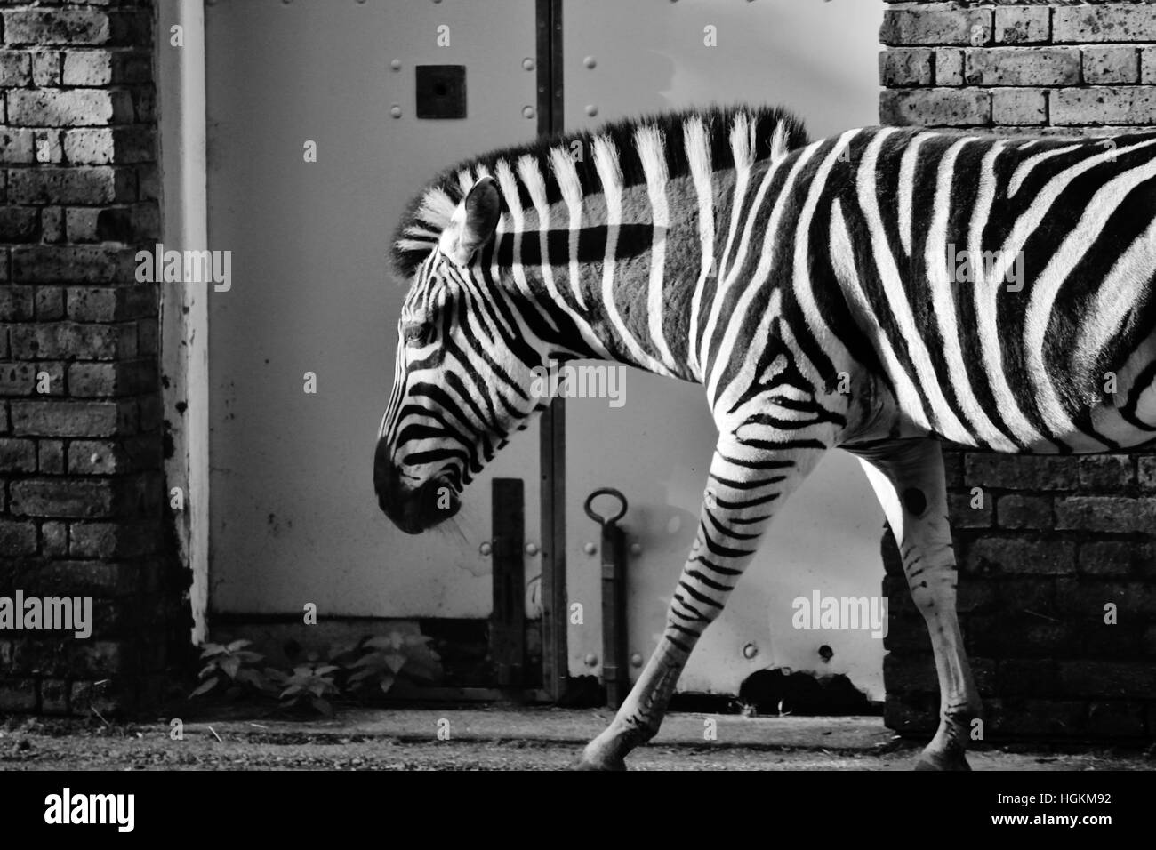Black and white zebra photo at zoo stock photo, stock, photograph, image, picture Stock Photo
