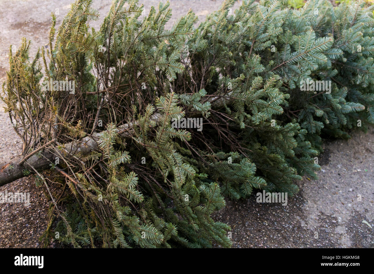 End of Christmas. Old discarded Christmas tree. Stock Photo
