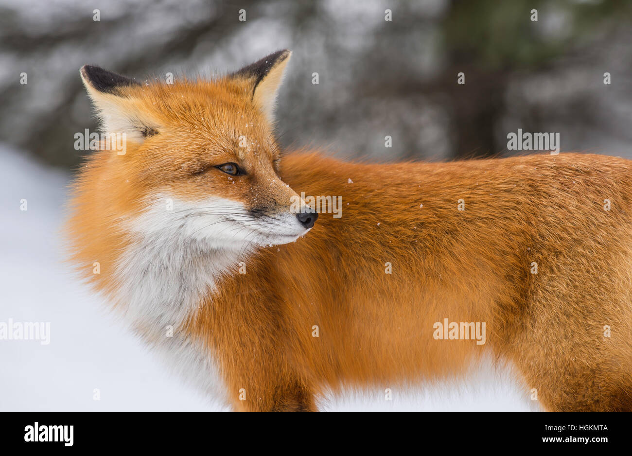 Red Fox Vulpes vulpes hunting in Winter setting North America Stock Photo