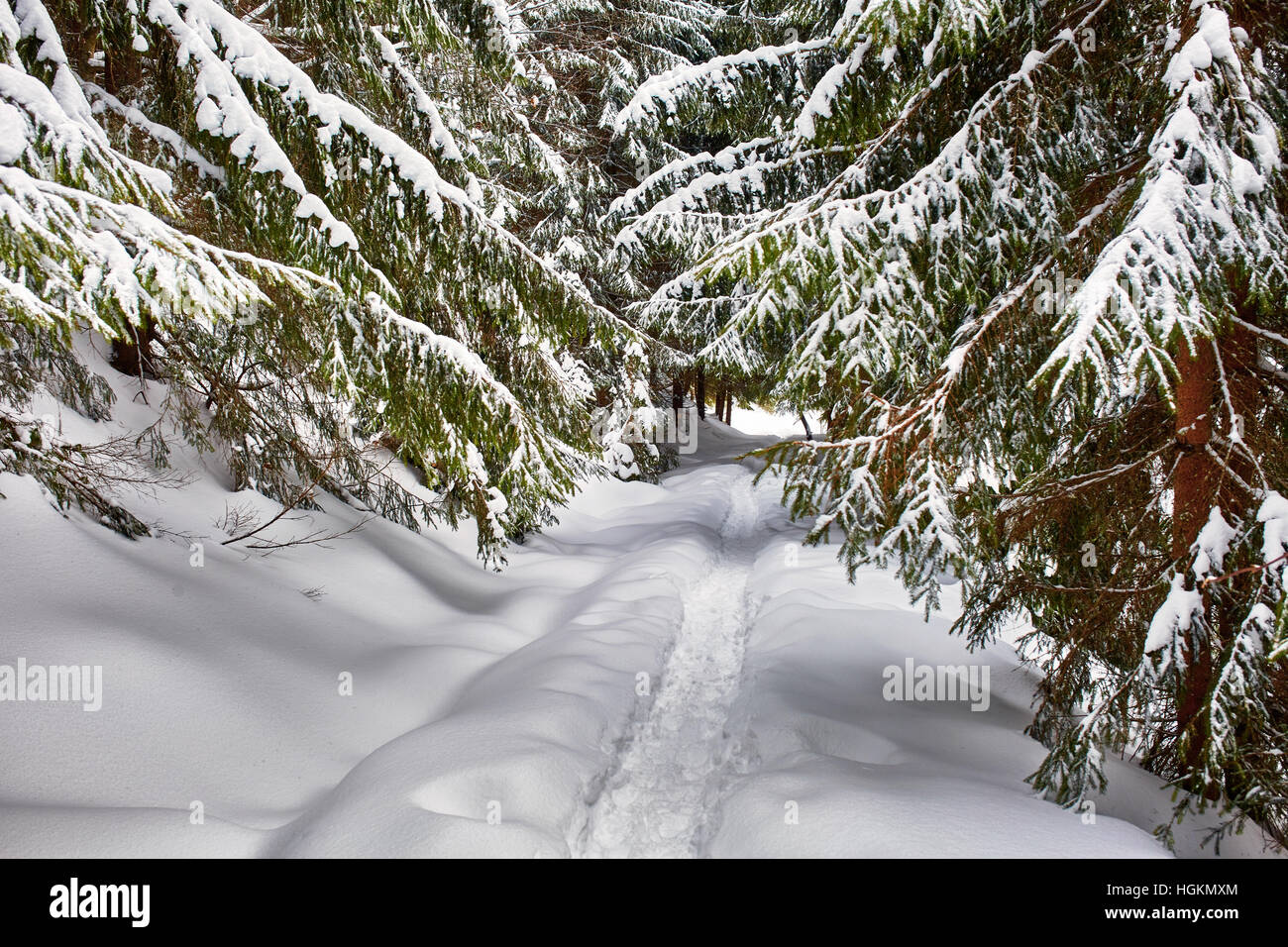 Winter landscape with pine trees and snow Stock Photo - Alamy