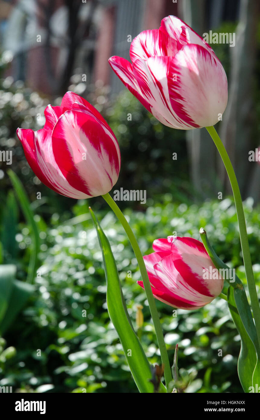 Three red and white bi-color tulips proudly lilft their heads in a spring time garden planter box. Stock Photo