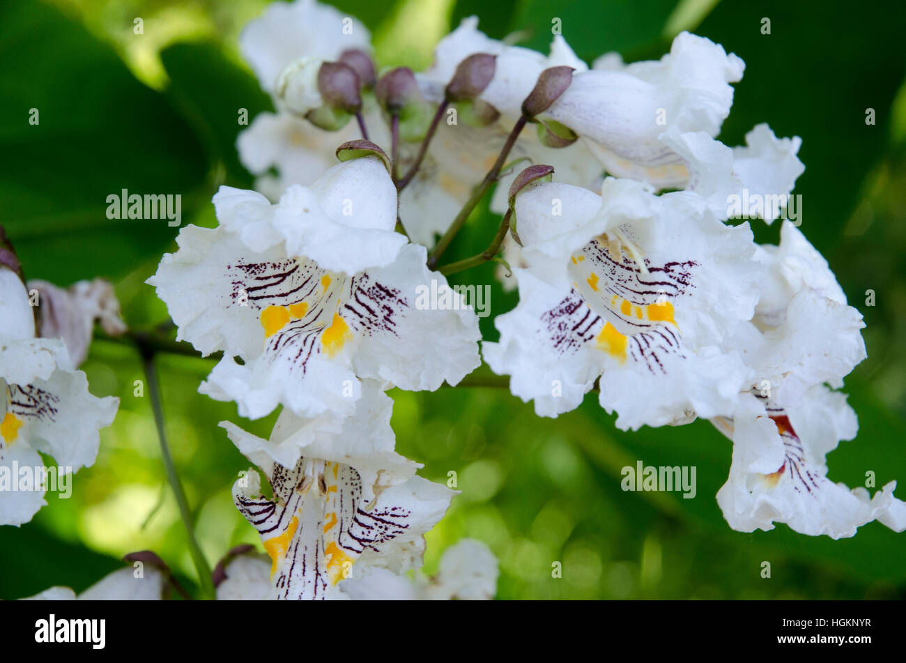 Catalpa tree bloom has white petals with purple and yellow markings