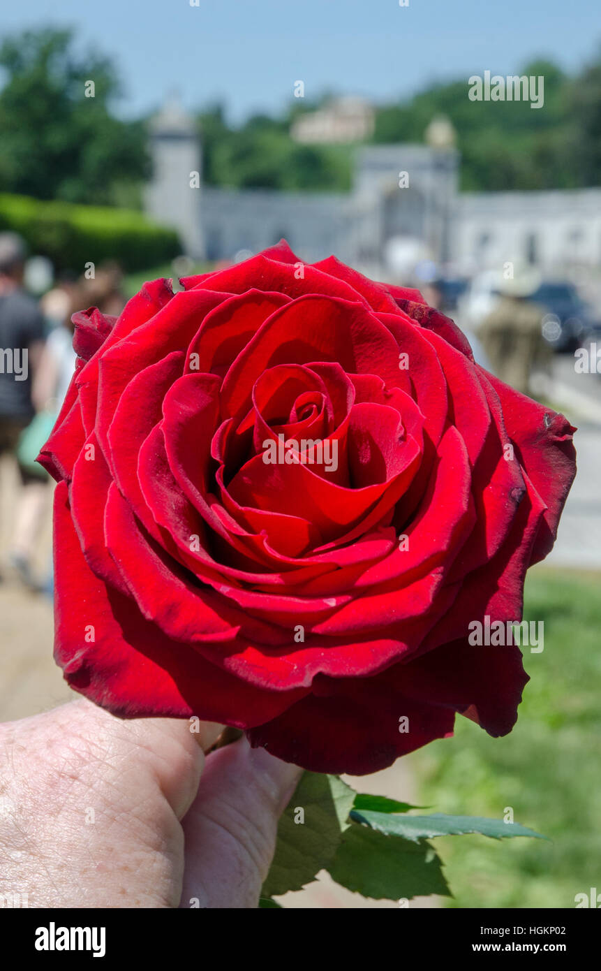 Red rose, symbol of Memorial Day, at Arlington National Cemetery