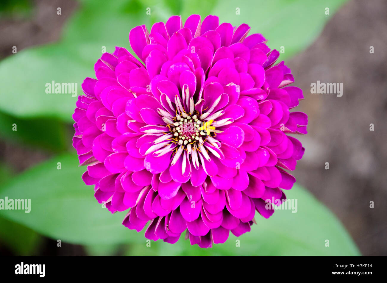 chrysanthemum, cut flower, garden flower, magenta mum, fuchsia mum Stock Photo