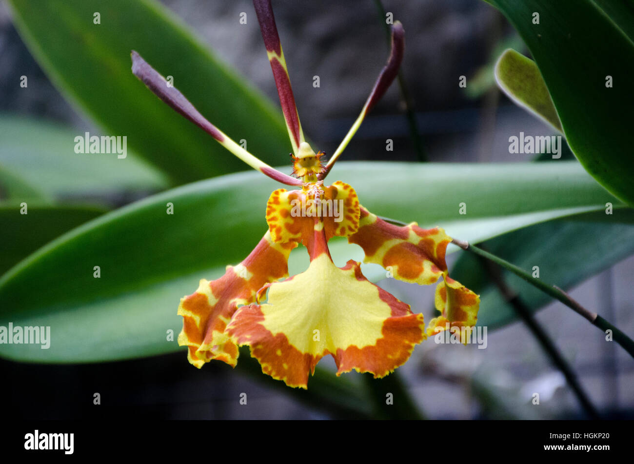 The Butterfly orchid (Oncidium Papilio) is a unique and fanciful orchid with attractive foliage and blooms atop very tall spikes. Stock Photo