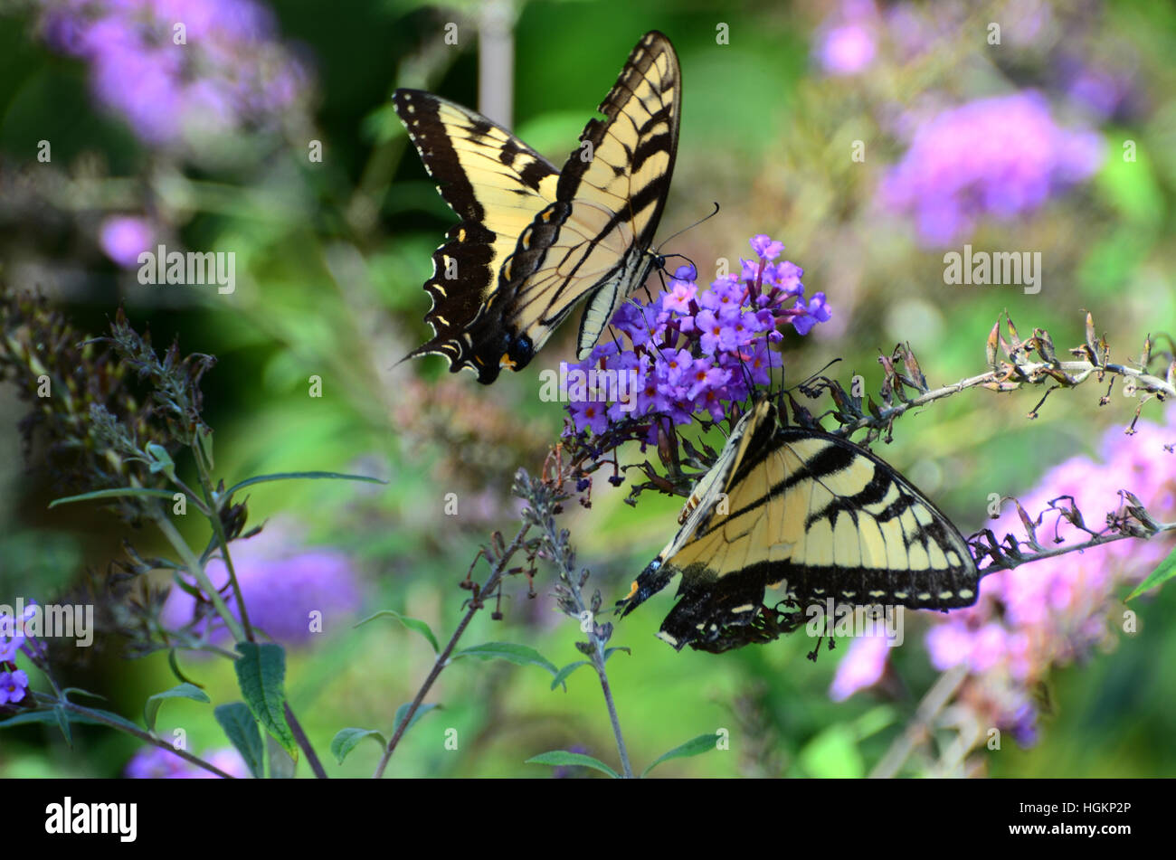 Black and yellow butterflies land on a purple flower. Stock Photo