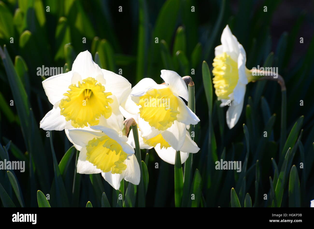Bi-colored daffodils backlit by the sun pop! Stock Photo