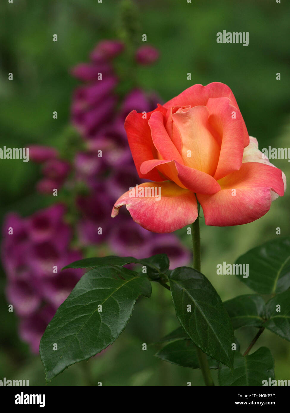 A springtime bi-colored tea rose has purple foxglove in its background. Stock Photo