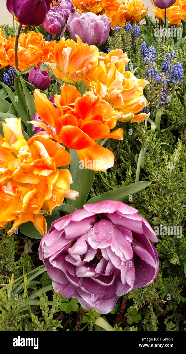 Orange and purple double flowering tulip bulbs in a spring time garden display. Stock Photo