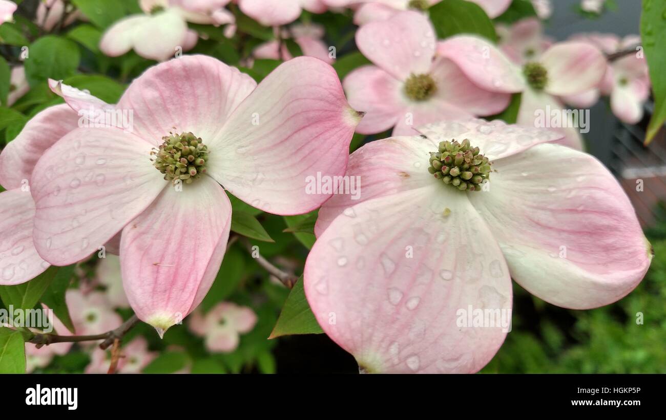 Pink dogwood bracts sporting water droplets after a springtime rain . Stock Photo