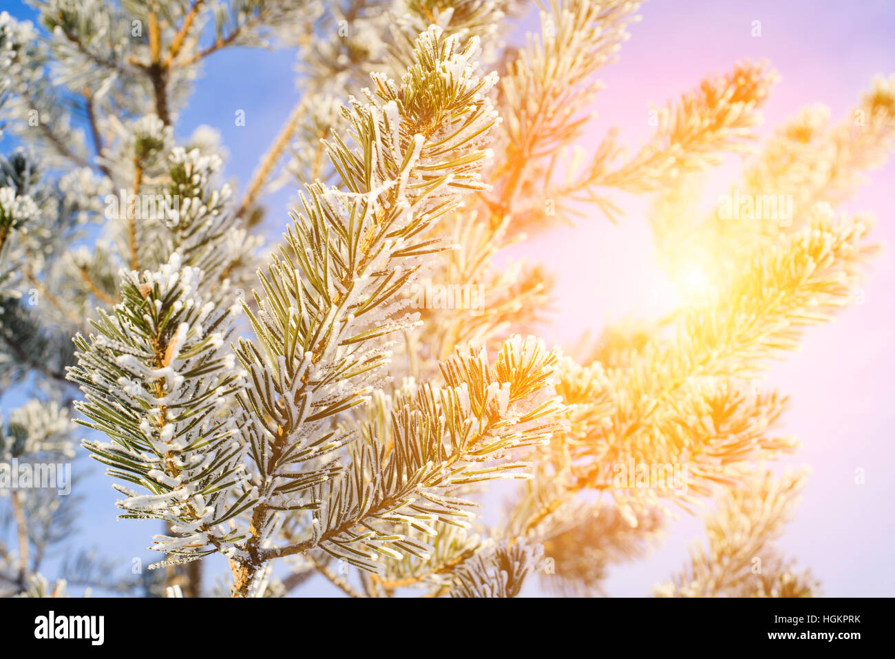 tree branches against a blue sky Stock Photo - Alamy