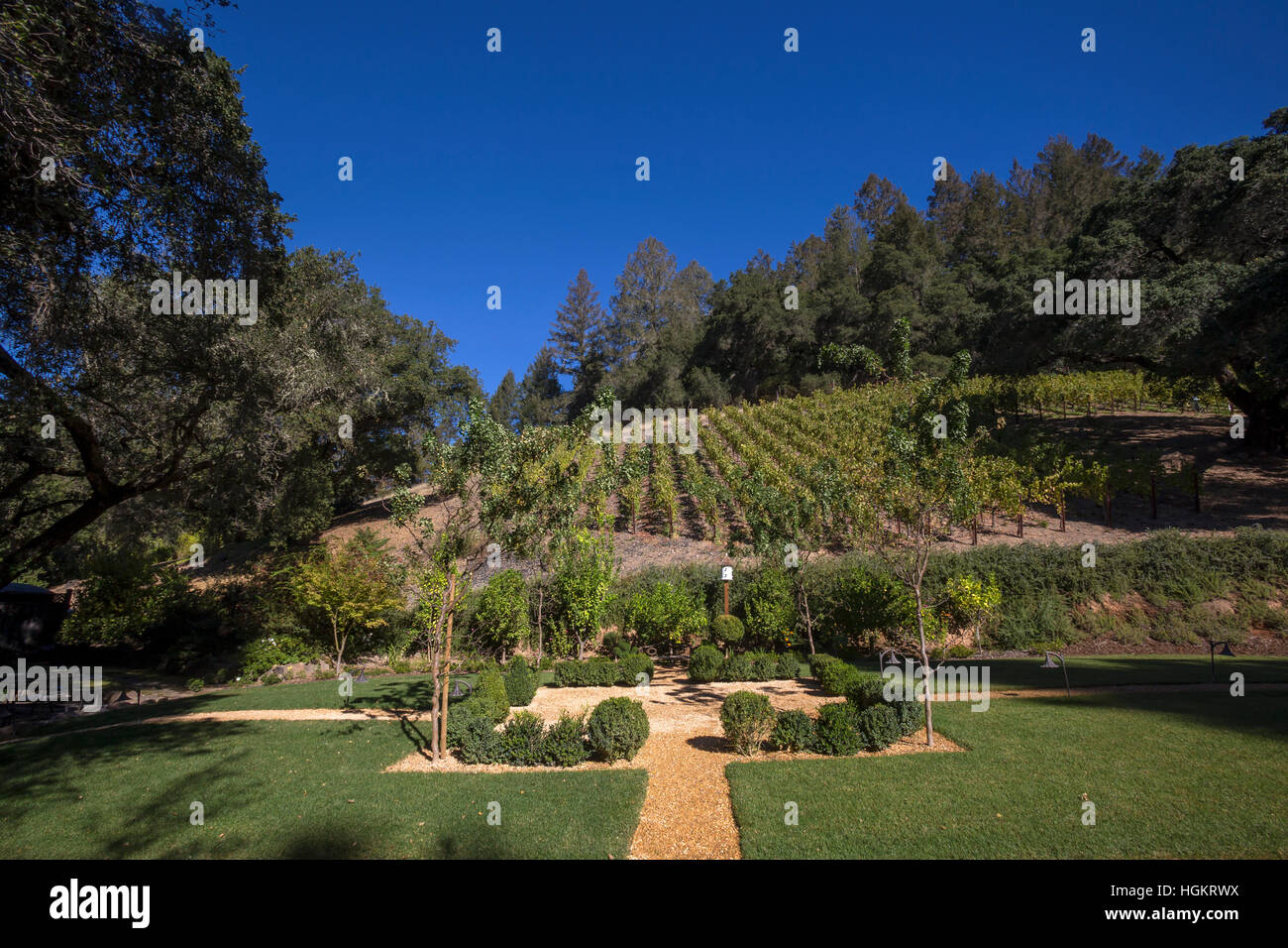 Vineyard, Chateau Boswell Winery, Saint Helena, Napa Valley, Napa Stock  Photo - Alamy