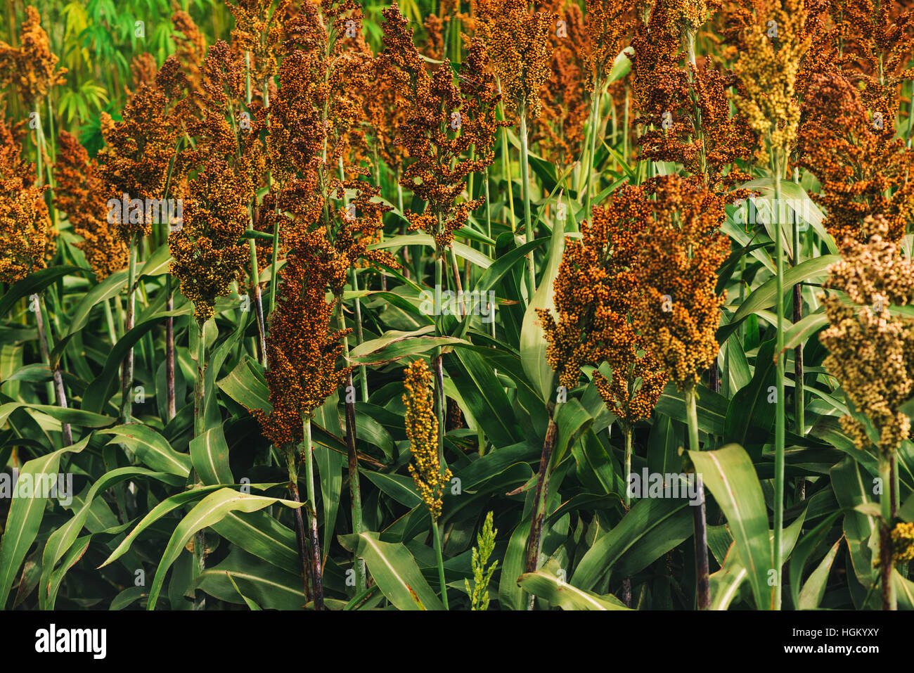 Cultivated field, an important cereal crop worldwide Stock