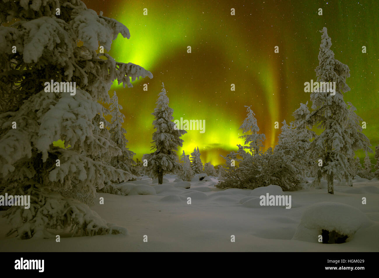 Northern Lights - Aurora borealis over snow-covered forest. Winter ...