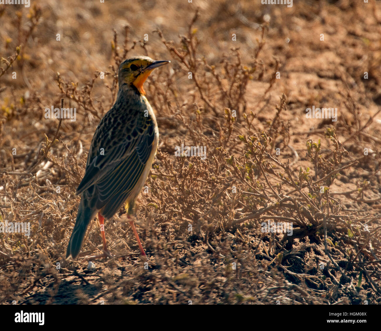 The Cape Longclaw  (Macronyx capensis) or Orange Throated Longclaw Stock Photo