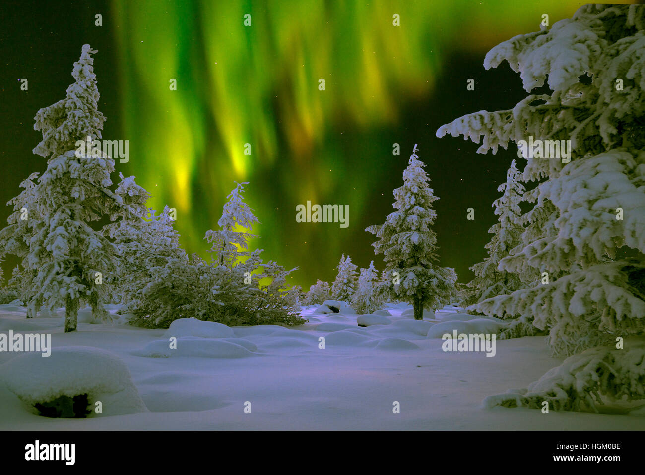 Northern Lights - Aurora borealis over snow-covered forest. Winter ...