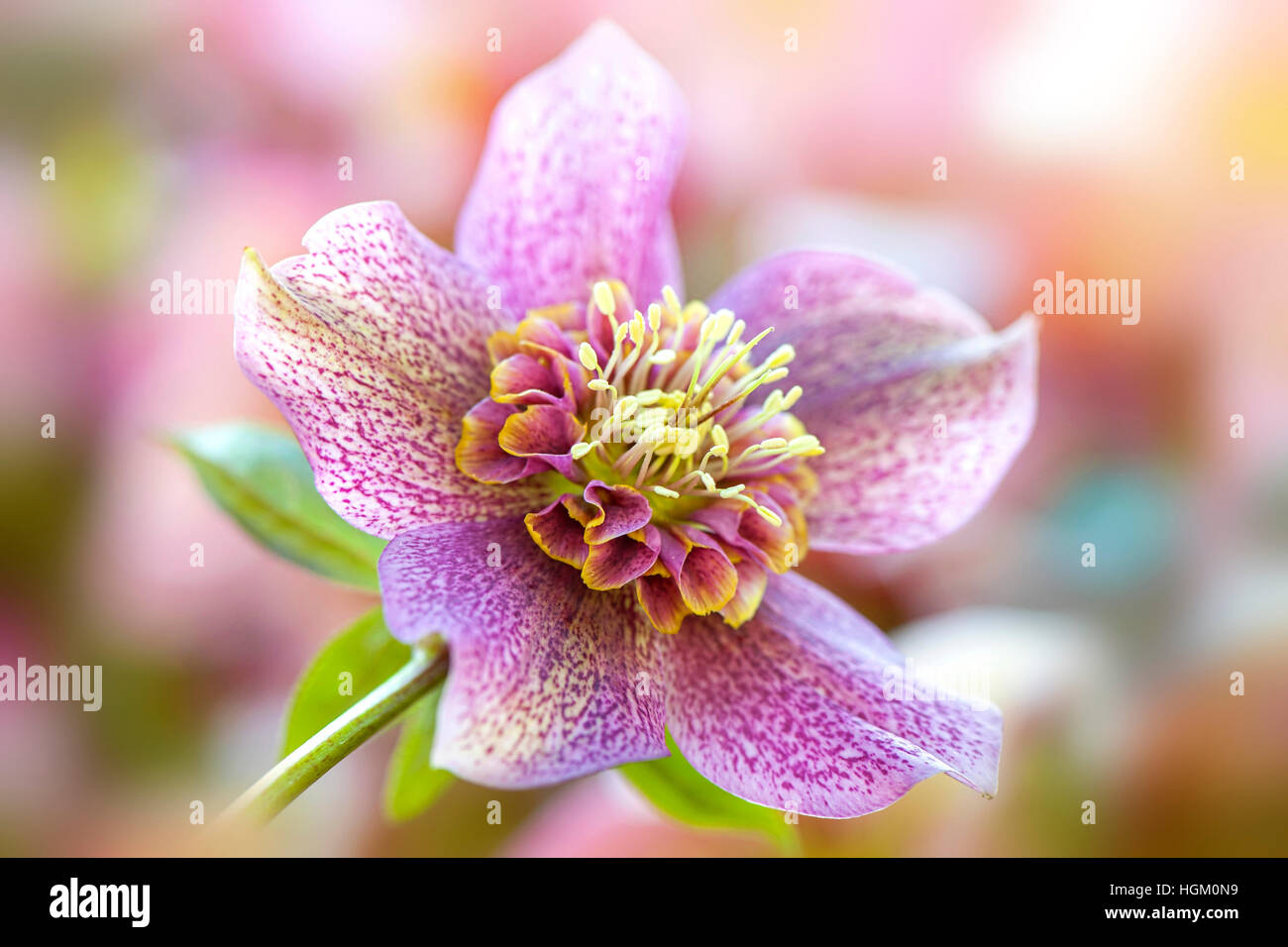 Spring Flowering Hellebore flower also known as the Lenten or Christmas Rose. Stock Photo