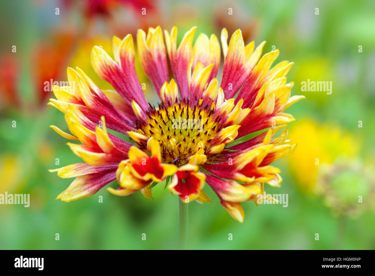 Close-up of a vibrant red and yellow, summer flowering Gaillardia, also known as the Blanket Flower, soft background Stock Photo