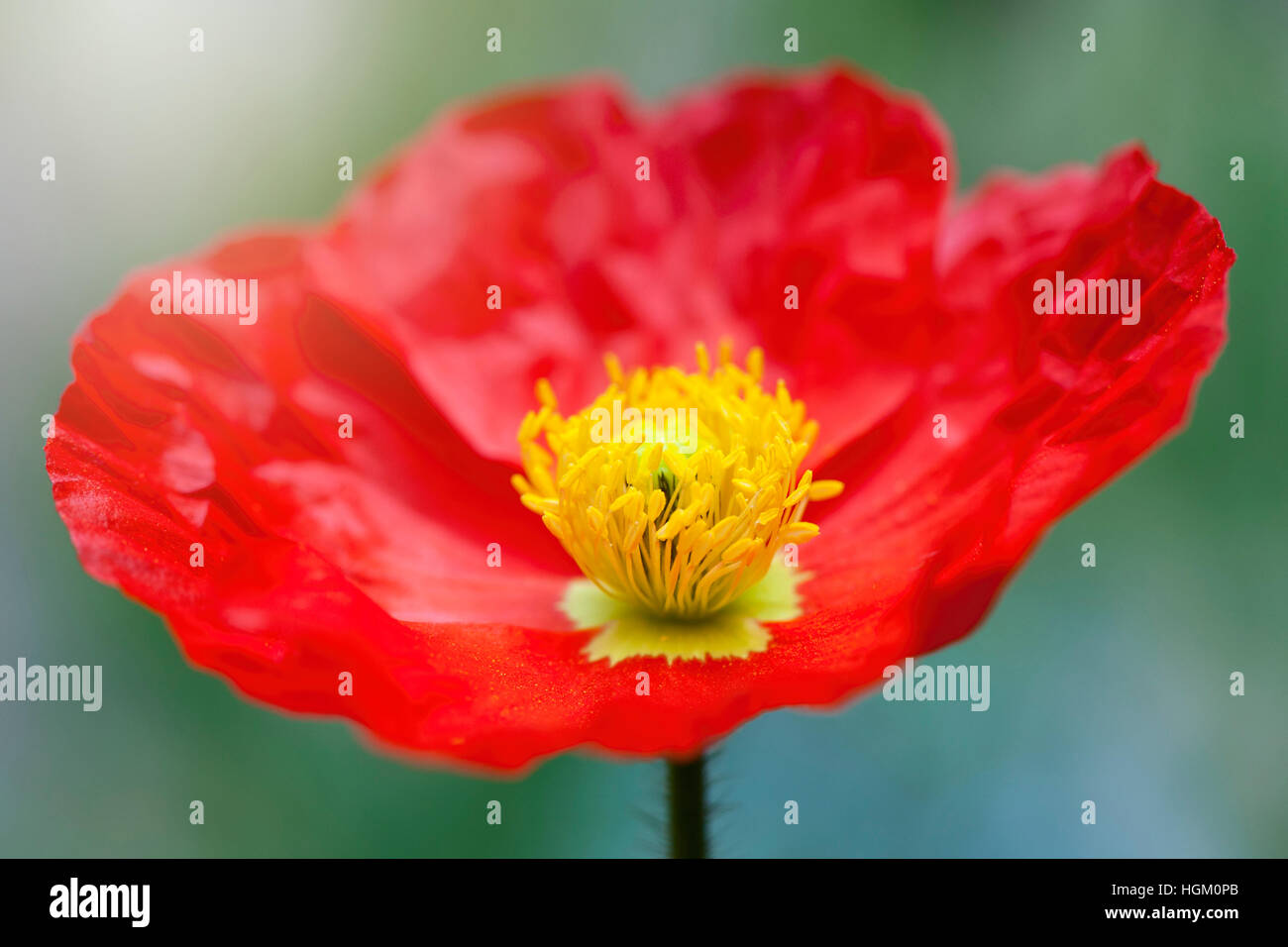 Papaver nudicaule 'Party Fun' - Iceland Poppy flower. Stock Photo