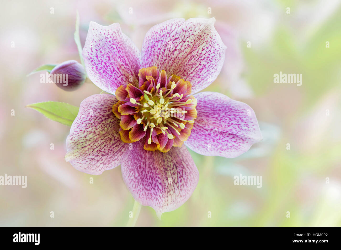 Spring Flowering Hellebore flower also known as the Lenten or Christmas Rose, image taken against a soft background. Stock Photo
