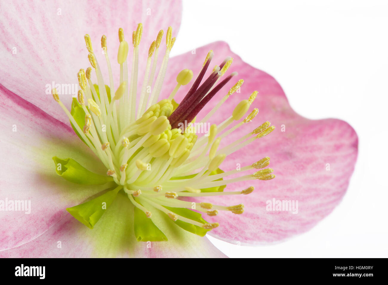 high-key image of a spring Hellebore flower also known as the Lenten or Christmas Rose, image taken against a white background Stock Photo