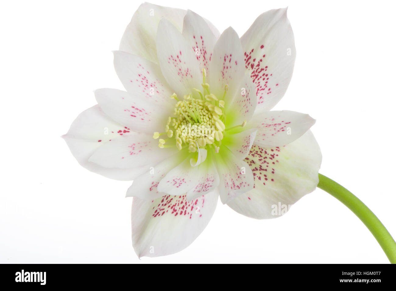 High-key image of a spring Hellebore flower also known as the Lenten or Christmas Rose, image taken against a white background Stock Photo