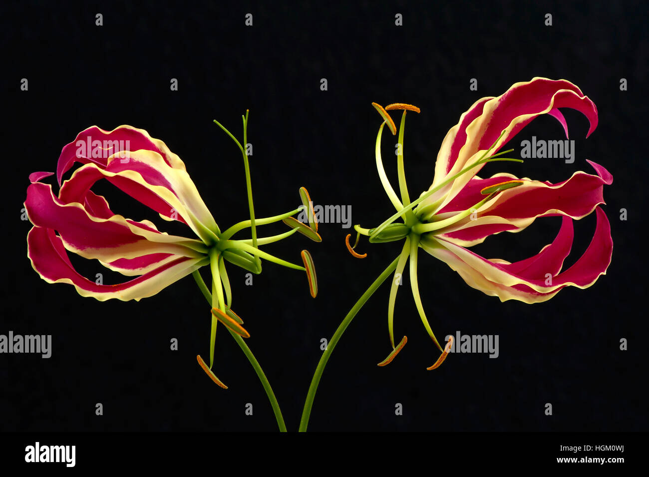 Gloriosa superba flowers, the lilies are also known as flame lily, glory lily, climbing lily, and creeping lily. Stock Photo