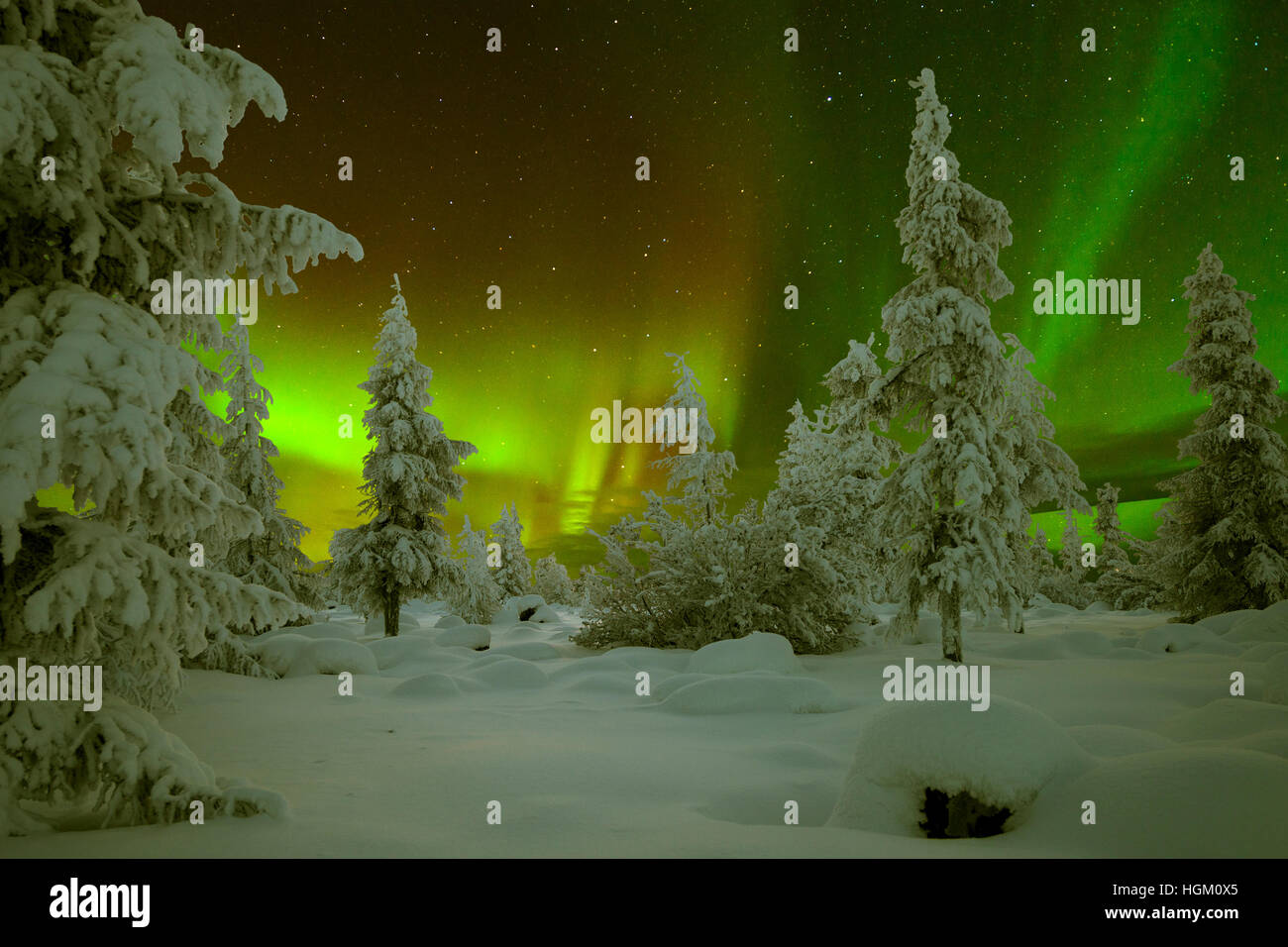 Northern Lights - Aurora borealis over snow-covered forest. Winter ...