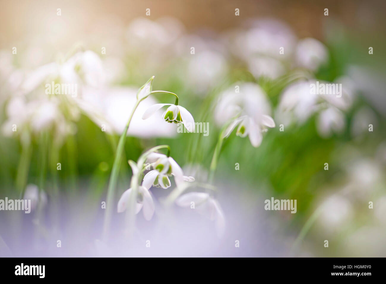 Common Snowdrop white spring flower, also known as Galanthus nivalis Stock Photo