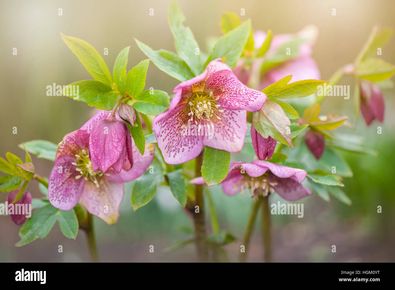 Spring flowering pink Hellebore flowers also known as Lenten rose or Christmas rose,. Stock Photo