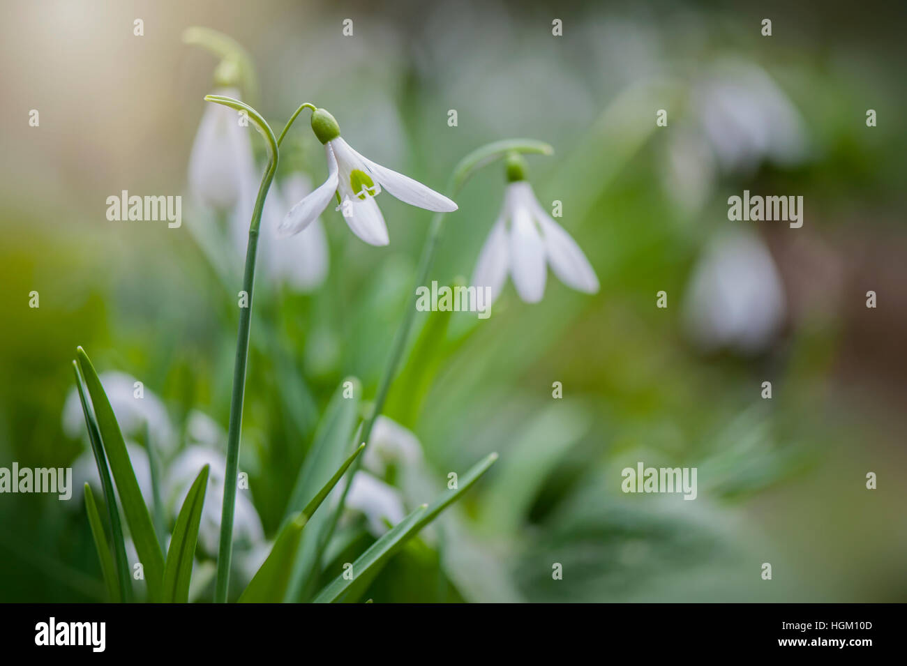 Common Snowdrop white spring flower, also known as Galanthus nivalis Stock Photo
