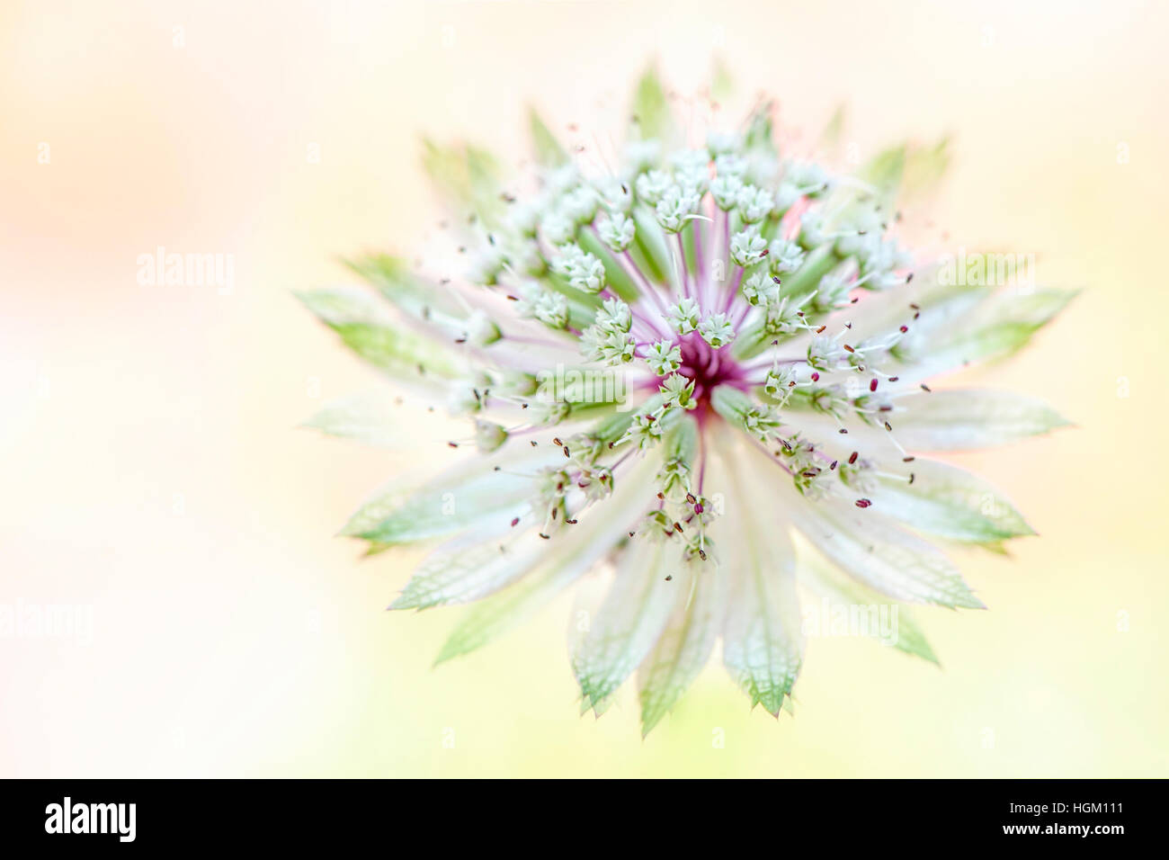 Astrantia major white summer flower close-up, flower also known as Mastwerwort and English Cottage garden perennial plant. Stock Photo