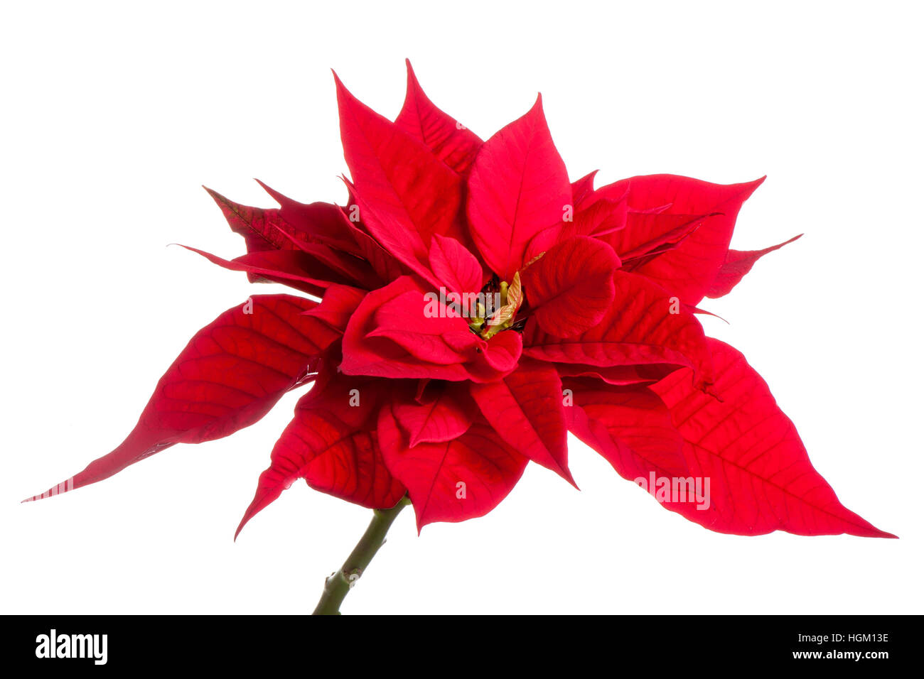 Close-up, high-key image of Vibrant Red Poinsettia bracts/leaves -  Euphorbia pulcherrima plant Stock Photo