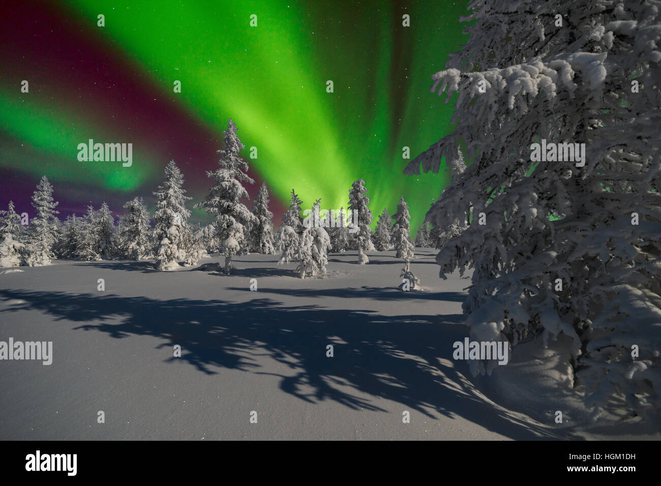 Northern Lights - Aurora borealis over snow-covered forest. Winter ...