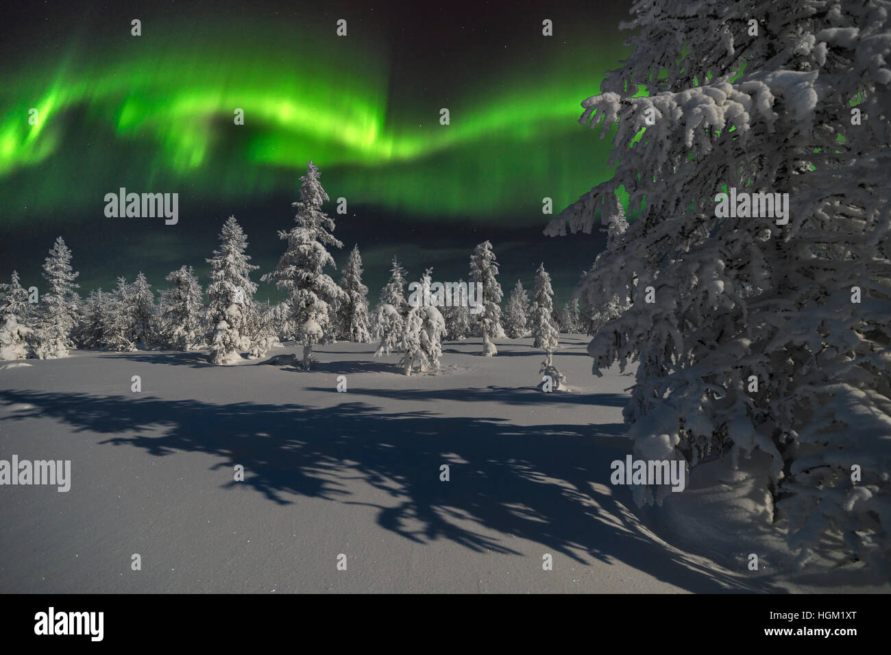 Northern Lights - Aurora borealis over snow-covered forest. Winter ...