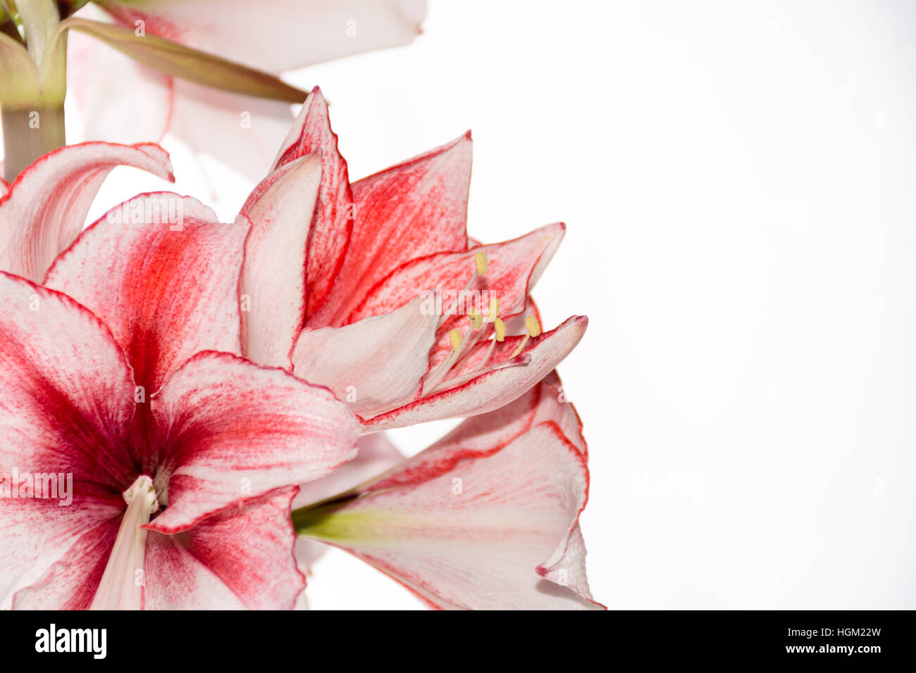 Hippeastrum Amaryllis Charisma, Dutch hybride, big white-pink flowers Stock Photo