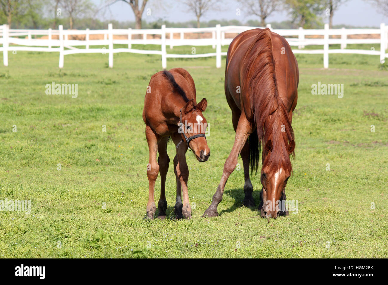 brown foal and horse in corral ranch scene Stock Photo