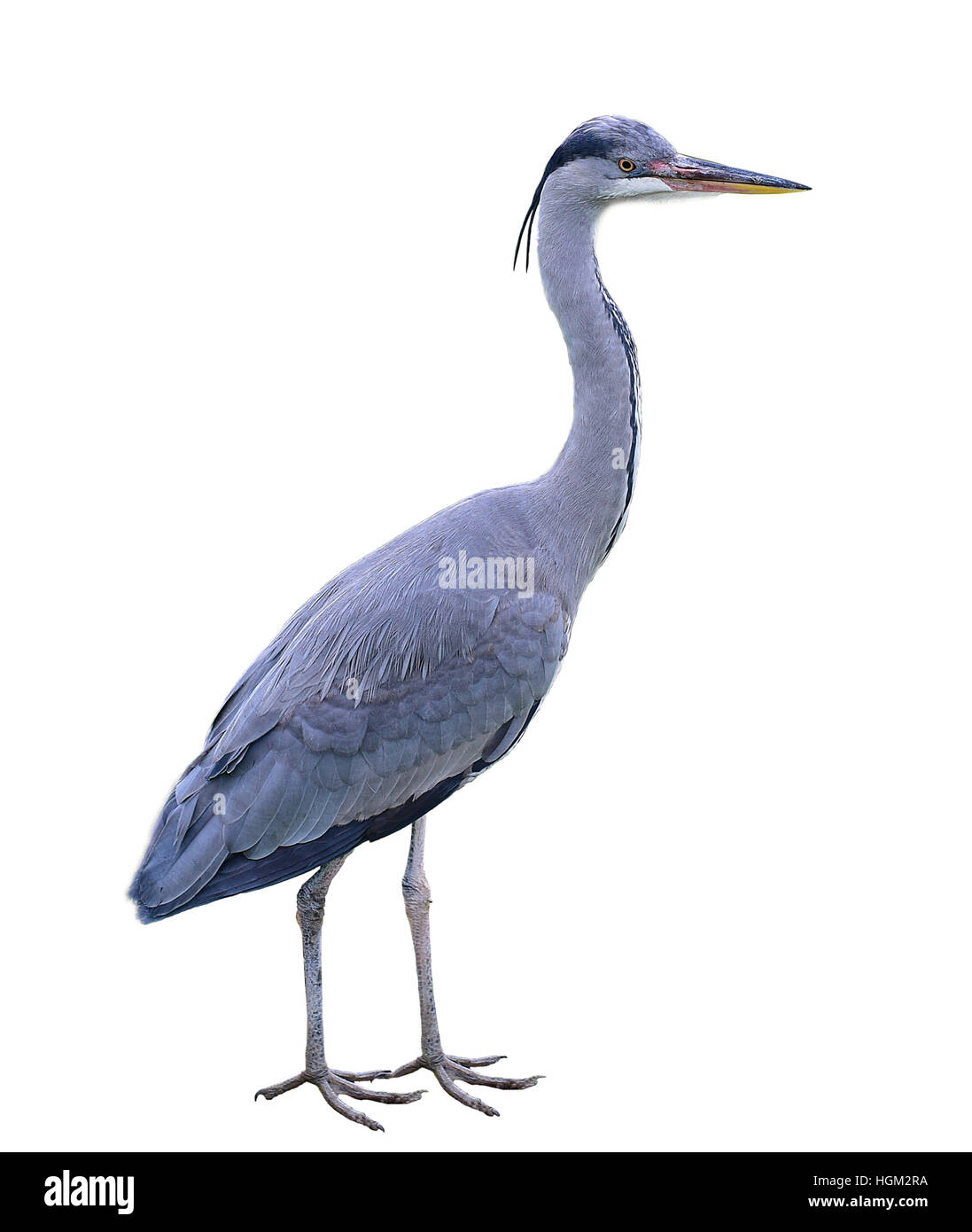 Great Blue Heron (Ardea herodias) from WWT London Wetland Centre  isolated on white background. Stock Photo