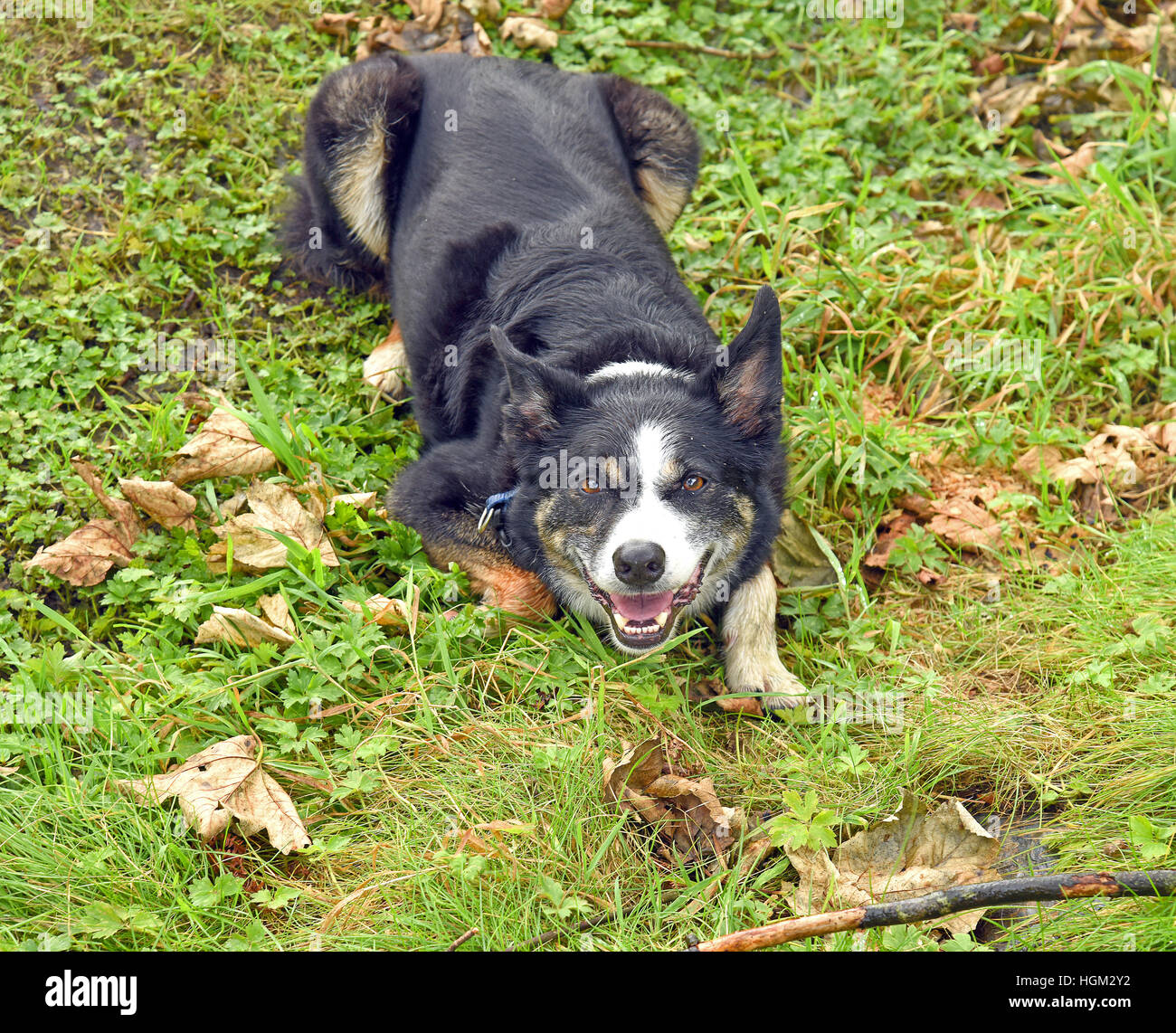 Border Collie Cross Stock Photos Border Collie Cross Stock