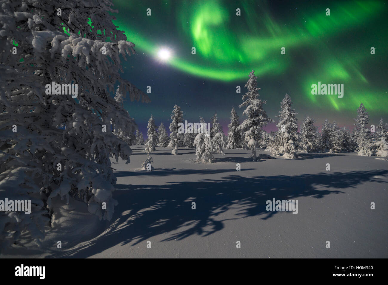 Northern Lights - Aurora borealis over snow-covered forest. Winter ...