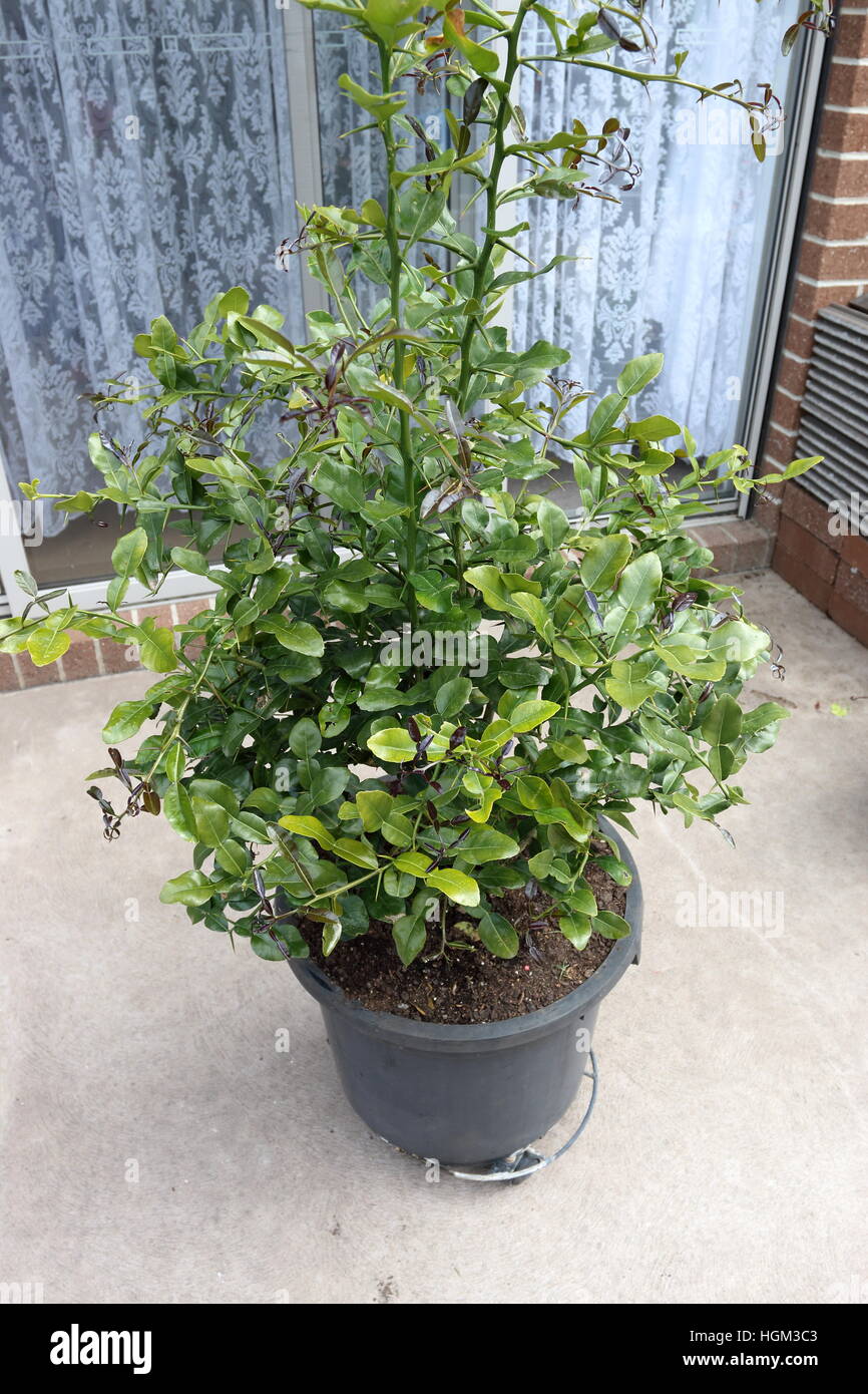 Citrus hystrix 2024